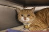 adoptable Cat in  named Jerry