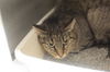 adoptable Cat in mountain home, AR named Bitsy