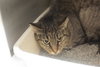 Bailey (Bitsy) - Photo 2