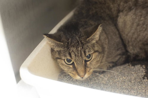 BAILEY (BITSY) - Domestic Short Hair / Tabby available for adoption