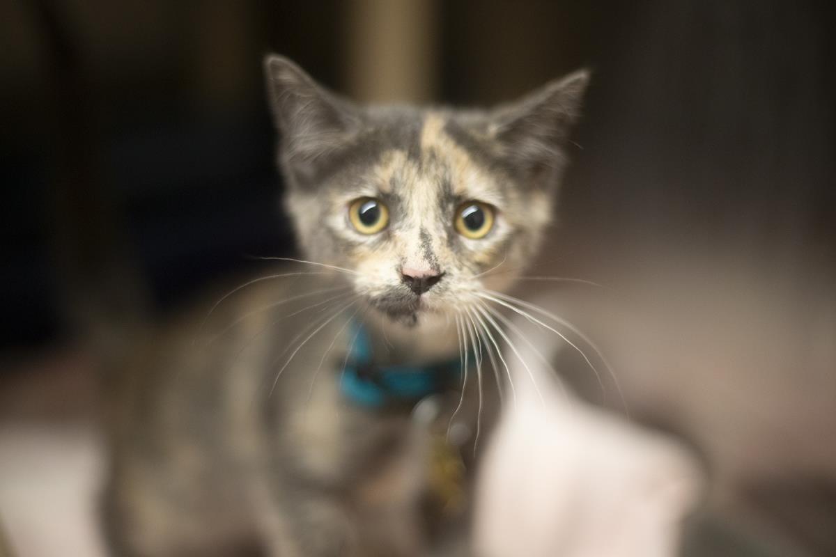 adoptable Cat in Mountain Home, AR named Unique
