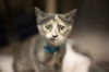 adoptable Cat in  named Unique