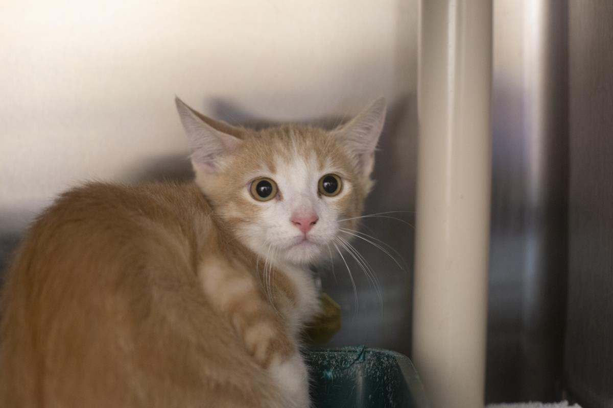 adoptable Cat in Mountain Home, AR named Champ