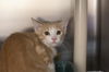 adoptable Cat in  named Champ