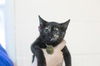 adoptable Cat in  named Bashful