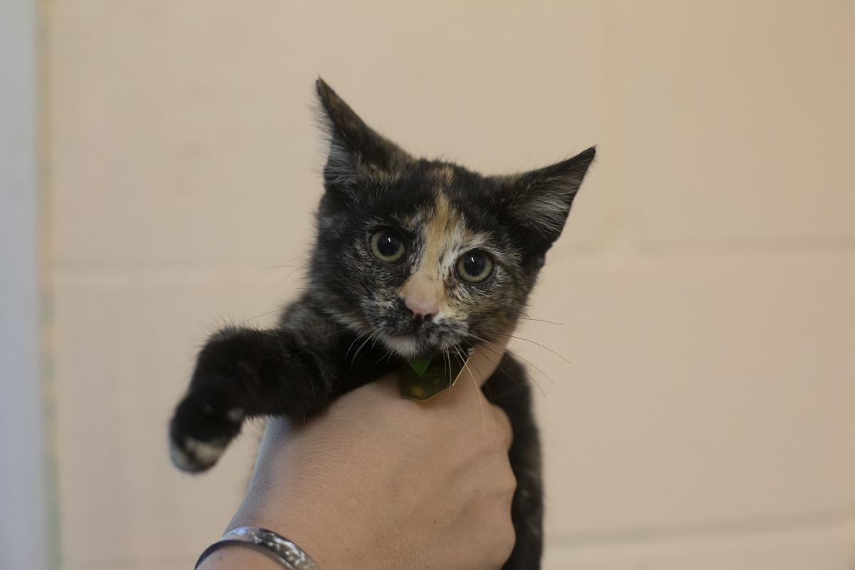 adoptable Cat in Mountain Home, AR named Monarch