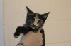 adoptable Cat in  named Monarch