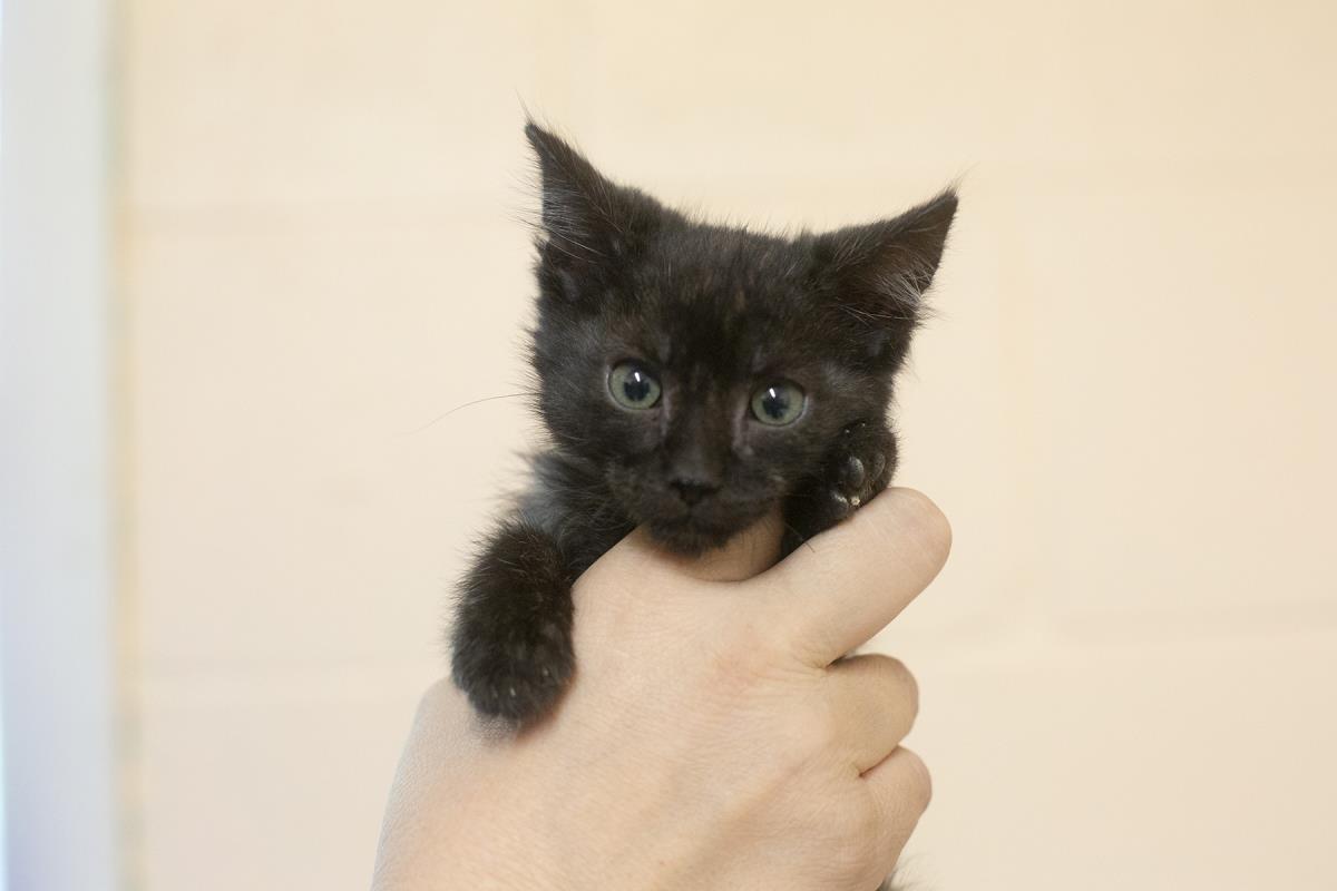 adoptable Cat in Mountain Home, AR named Petie