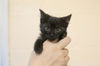 adoptable Cat in , AR named Petie
