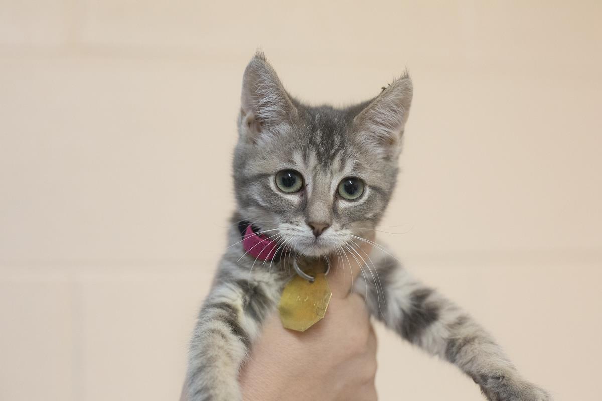 adoptable Cat in Mountain Home, AR named Aricella