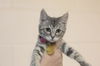 adoptable Cat in , AR named Aricella