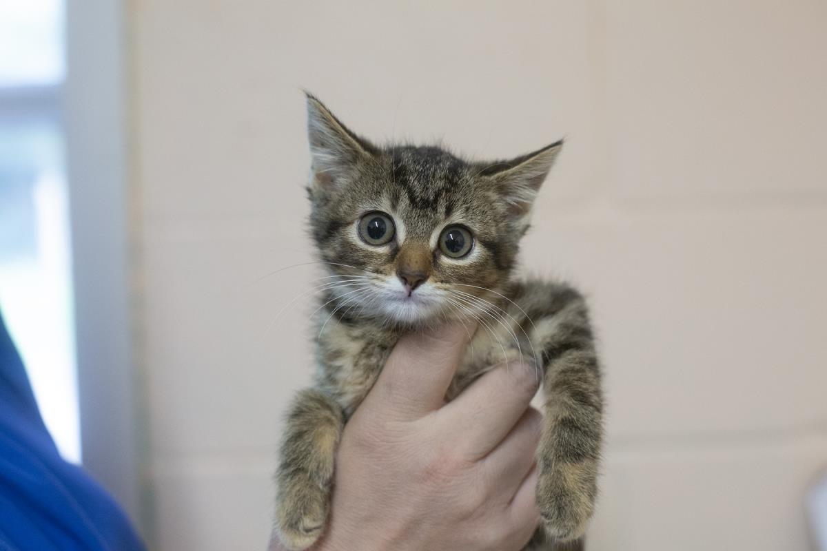 adoptable Cat in Mountain Home, AR named Mischief