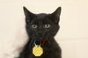 adoptable Cat in , AR named Rex