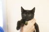 adoptable Cat in , AR named Lunar