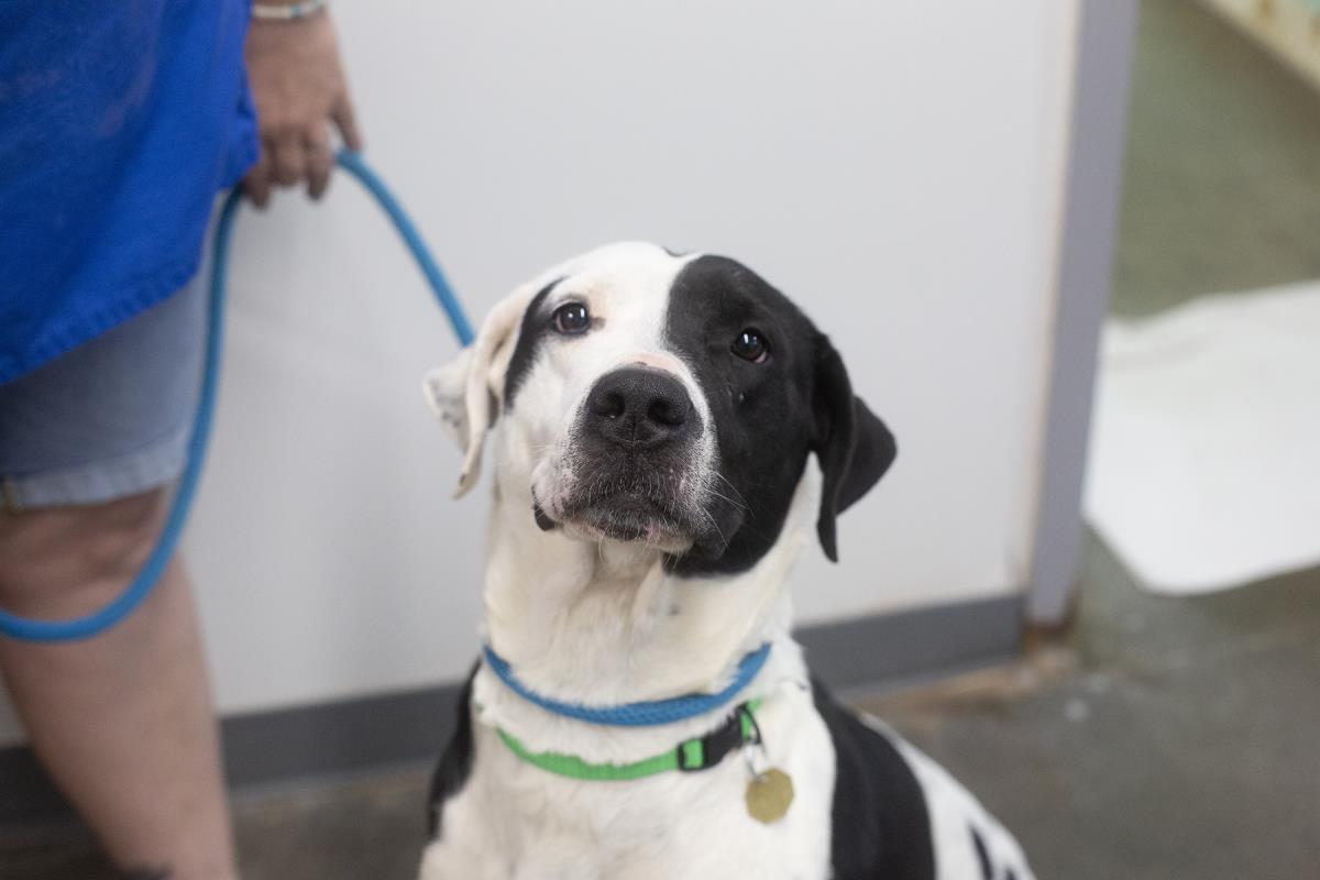 adoptable Dog in Mountain Home, AR named Pigeon