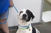 adoptable Dog in , AR named Pigeon
