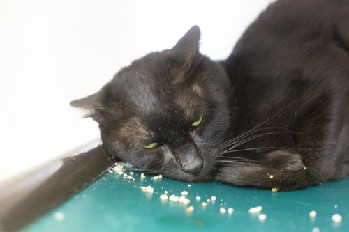LUCUS (LUKE) - Domestic Short Hair available for adoption