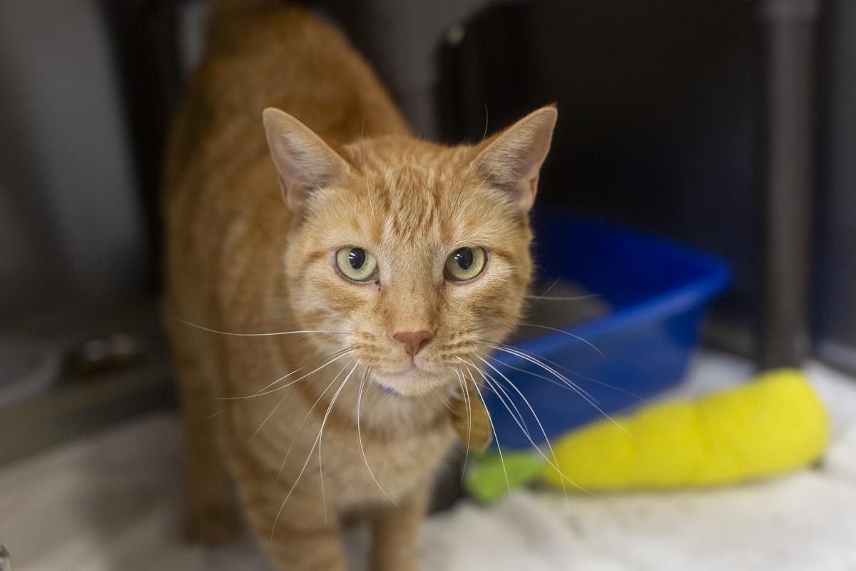 Ginger Image