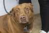 Brownie - Photo 1