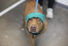 Brownie - Photo 2