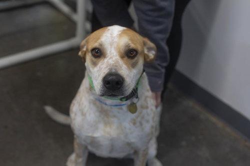 picture of the dog needing adoption