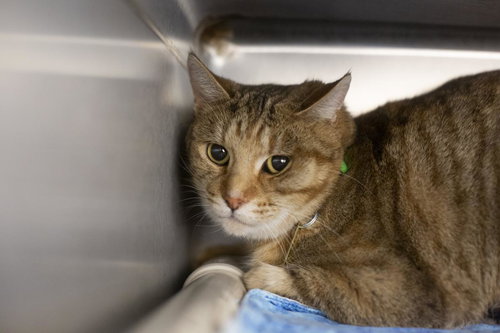picture of the cat needing adoption