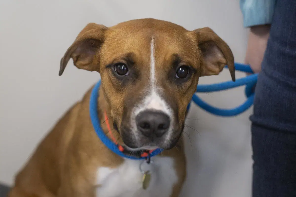 Captain - Black Mouth Cur