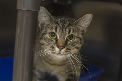 JASMINE - Domestic Short Hair / Tabby available for adoption