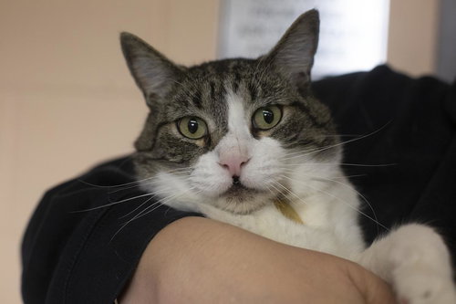 CLEFTY - Domestic Short Hair / Tabby available for adoption