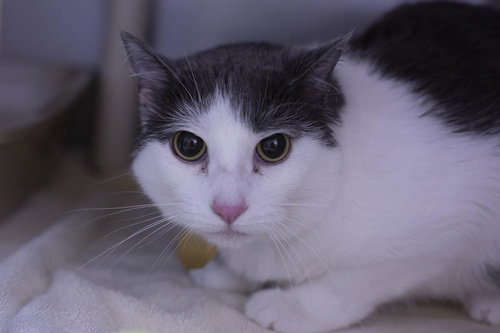 Luna, an adoptable Domestic Short Hair in Mountain Home, AR