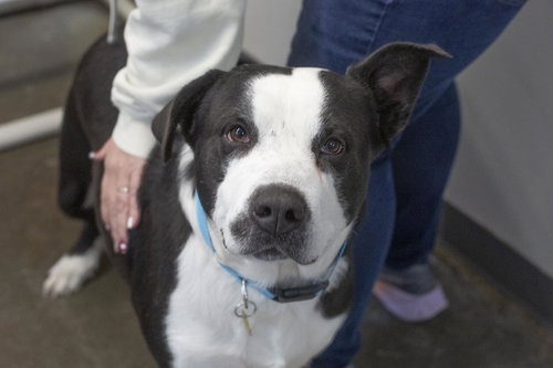 picture of the dog needing adoption