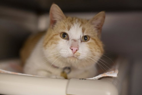 picture of the cat needing adoption