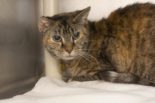picture of the cat needing adoption
