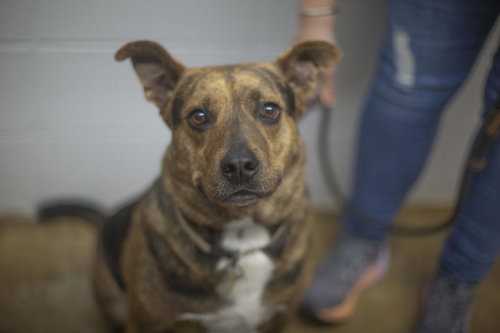 Jake (Drake), a dog for adoption from Humane Society of North Central Arkansas