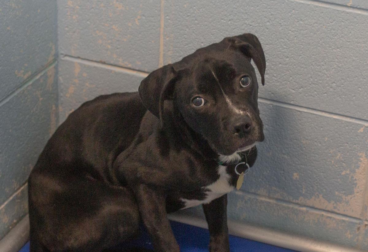 Pit Bull