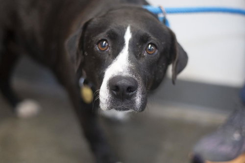 Kaylie, an adoptable Bernese Mountain Dog in Mountain Home, AR