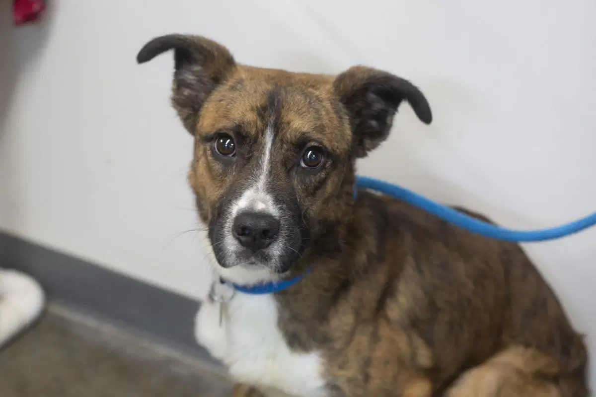 Atlas - Australian Cattle Dog/Blue Heeler