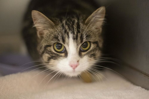 May, an adoptable Domestic Short Hair in Mountain Home, AR