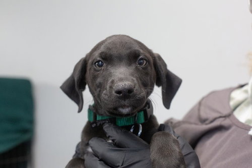Hershey, an adoptable Chocolate Labrador Retriever in Mountain Home, AR