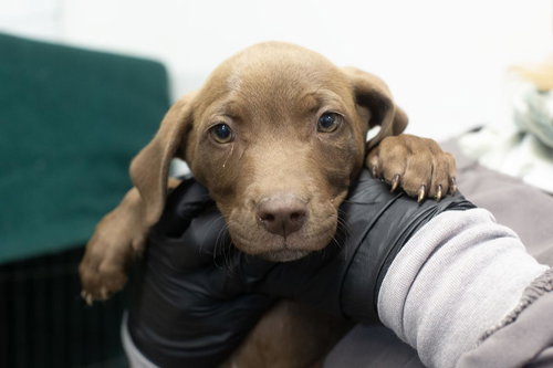 Nutella, an adoptable Labrador Retriever in Mountain Home, AR
