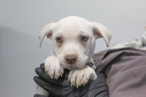 Frappuccino, an adoptable Labrador Retriever in Mountain Home, AR
