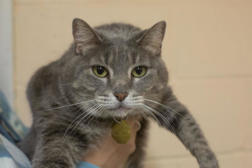 Macy, Adult Domestic Short Hair / Tabby / Mixed, cat for adoption in Mountain Home, Arkansas