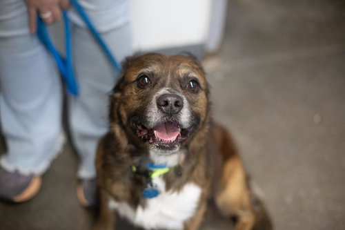 Oscar, an adoptable Pit Bull Terrier in Mountain Home, AR