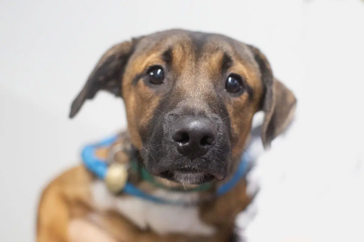 Bandit - Black Mouth Cur