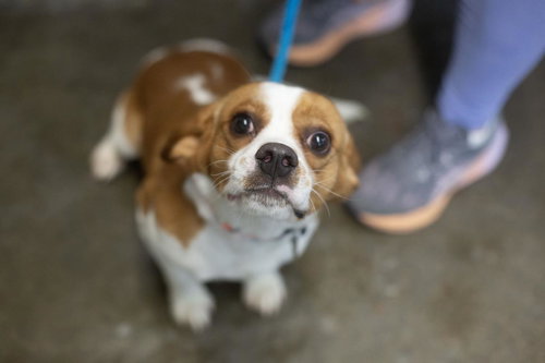 Oliver, an adoptable Beagle in Mountain Home, AR
