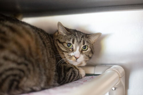 Zephyr (Trixie), Adult Domestic Short Hair / Tabby / Mixed, cat for adoption in Mountain Home, Arkansas