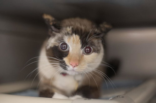 Snookums, Adult Snowshoe / Domestic Short Hair / Mixed, cat for adoption in Mountain Home, Arkansas