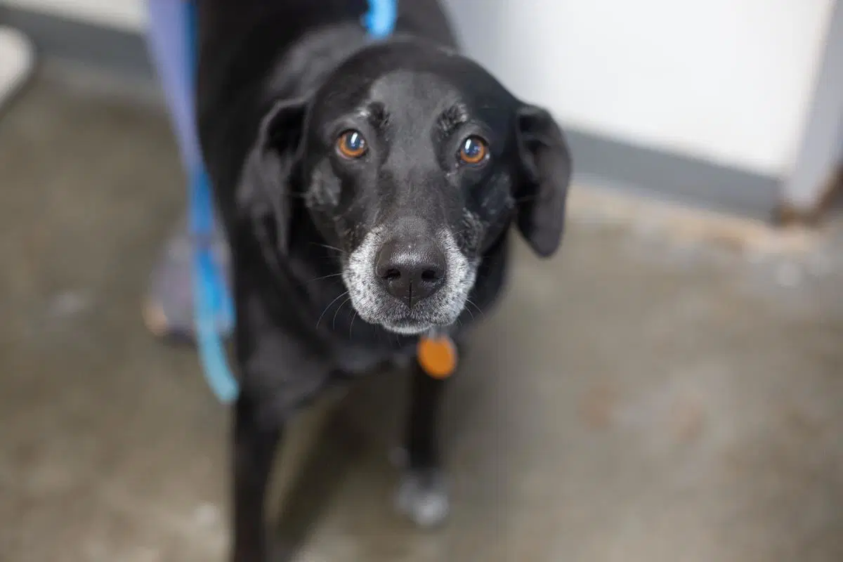 Bethy - Black Labrador Retriever