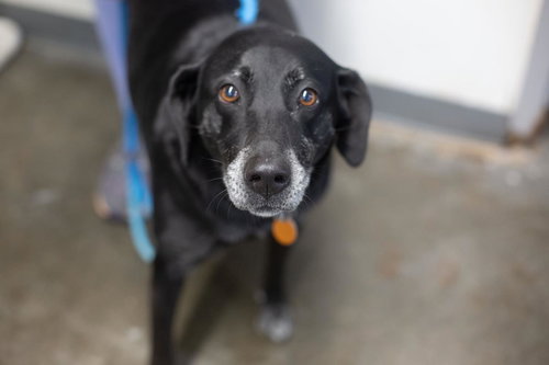 Bethy, an adoptable Black Labrador Retriever in Mountain Home, AR