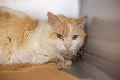 Cheddar Puff, Adult Domestic Medium Hair / Tabby / Mixed, cat for adoption in Mountain Home, Arkansas